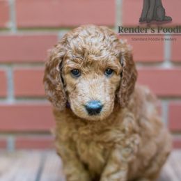 Light pink - Cream female Poodle puppy in Palmetto, Georgia from Renders Poodles