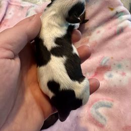 Hank - Black and white male Havanese puppy in Hawthorne, Florida from Havanese Acres