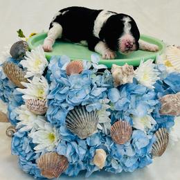Tsunami - Parti female Poodle puppy in Harpers Ferry, West Virginia from Oso Perfect Poodles and Doodles