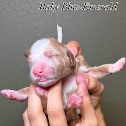Baby Blue-Emerald - Cream male Goldendoodle puppy in Fresno, California from D & L Doodles LLC