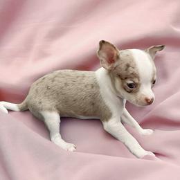 Chihuahua Puppies from Petite Pups LLC