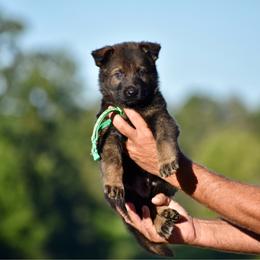 Green - Sable male German Shepherd puppy in Cherryville, North Carolina from Masky Kennel
