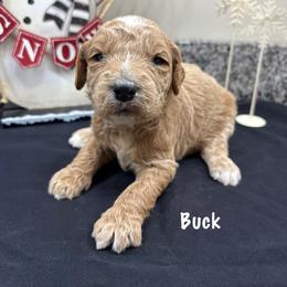Buck - Cream male Goldendoodle puppy in Annville, Pennsylvania from Bellegrove Goldendoodles