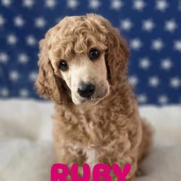 Ruby - Apricot female Poodle puppy in Lake Charles, Louisiana from Cypress Bayou Poodles