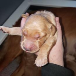 Teal - Golden male Golden Retriever puppy in Merino, Colorado from High Plains Goldens