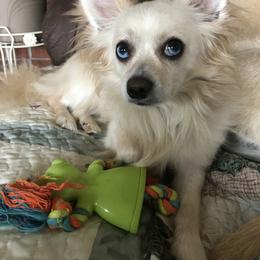 Ollie - Chihuahua