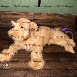 Blue collar - Wheaten male Miniature Schnauzer puppy in Santa Ana, California from The_K_Schnauzers