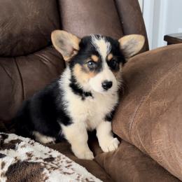 American Corgi and Pembroke Welsh Corgi Puppies from Wild West Corgis