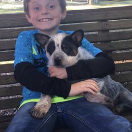 Australian Cattle Dog Puppies from Star Ranch