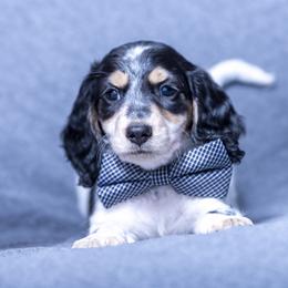 Dachshund Puppies from Creme de la Creme Dachshunds