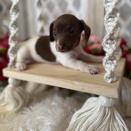 Dachshund Puppies from Duck creek farm