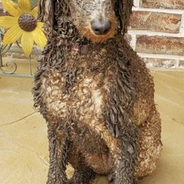 Poodles from M and M Standard Poodles