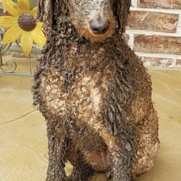 Poodles from M and M Standard Poodles