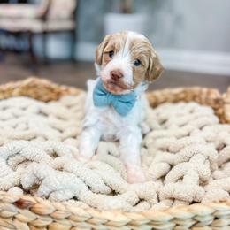 River - Parti male Goldendoodle puppy in Sulphur, Louisiana from Curly Q’s Of Carlyss