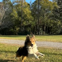Ollie - Shetland Sheepdog