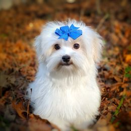 Companion Cross, Mal-Shi, Maltese, Maltipoo, Morkie, and Shih Tzu Puppies from Seeking Shalom Acres Maltese, Maltipoos & Havamalts