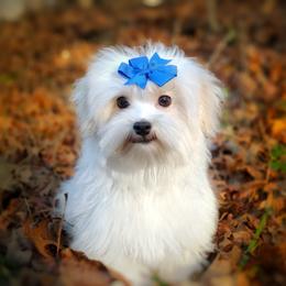 Companion Cross, Mal-Shi, Maltese, Maltipoo, Morkie, and Shih Tzu Puppies from Seeking Shalom Acres Maltese, Maltipoos & Havamalts