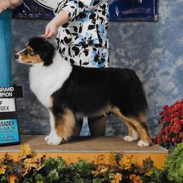 Willow - Australian Shepherd