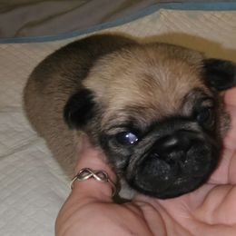 Nutmeg-Girl 2 - Fawn female Pug puppy in New Braunfels, Texas from Kex Pug Haus
