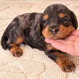 Peter - Merle male Australian Labradoodle puppy in Connersville, Indiana from Dessie's Doodles