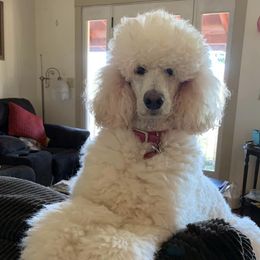 Stella - Poodle