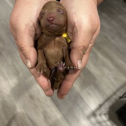 Poodle Puppies from Segovia Pups