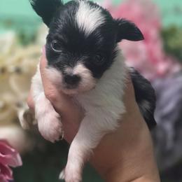Oliver - White black and tan male Papillon puppy in Myakka City, Florida from LaRae's Papillons