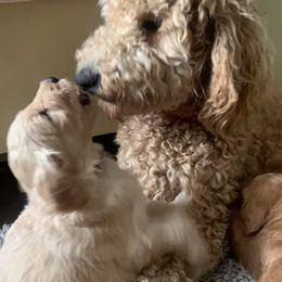 Goldendoodles from Nadia Ward's Doodles