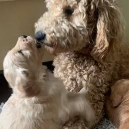 Goldendoodles from Nadia Ward's Doodles