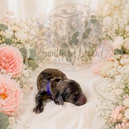 Salem - Dapple male Dachshund puppy in Winder, Georgia from Southern Drawl Dachshunds