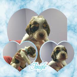 Jingle - Liver white and tan male English Springer Spaniel puppy in Westover, Maryland from Sterling's springer Haven