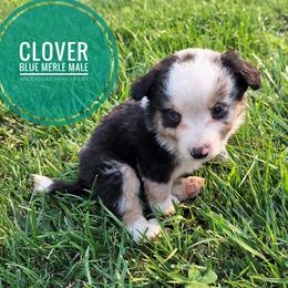 Clover - Blue merle male Miniature Australian Shepherd puppy in Kettle Falls, Washington from Ellie's Miniature Australian Shepherds