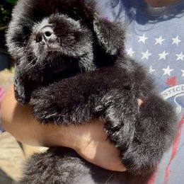 Girl 4 - Black female Newfoundland puppy in Marysville, Washington from Black Lions Newfoundlands