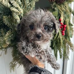 Blaze - Blue merle male Aussiedoodle puppy in Kalamazoo, Michigan from Creekside Ranch