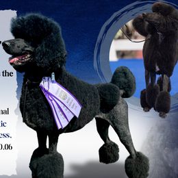 Poodle puppies from Forest City Standard Poodles