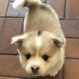 Bernedoodle and Pomsky Puppies from Cottonwood Pomskies and Bernedoodles