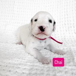 Chai - Blue Eye - LUA long coat - White and black female Dalmatian puppy in Davenport, Florida from Sunny Jewels Dalmatians