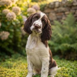 Aussie - Liver and white female English Springer Spaniel puppy in Newport News, Virginia from Sara's English Springer Spaniels