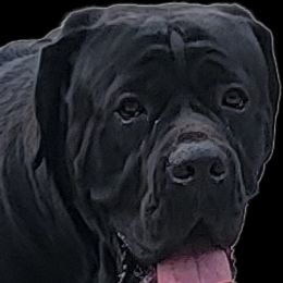 Chaos - Cane Corso