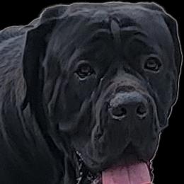Chaos - Cane Corso