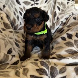 Lime Green - Black and tan male Airedale Terrier puppy in Anderson, California from Airedales of Myriad Ranch