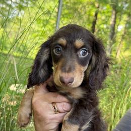 Boy 1 - Chocolate and tan male Dachshund puppy in Laurel, Mississippi from BB's Dotsies