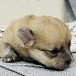 Hennessy - Wolf sable Pomeranian puppy in Tucson, Arizona from Kristy's Pomeranians