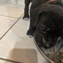 Boerboel and Cane Corso Puppies from DeCola’s Mastiff Paws