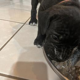 Boerboel and Cane Corso Puppies from DeCola’s Mastiff Paws