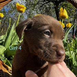 Girl 4 - Chocolate female Labrador Retriever puppy in Lawton, Michigan from DuckAlly Kennel