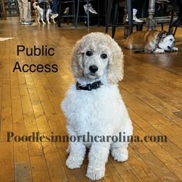 Alba - Cream female Poodle puppy in Greenville, North Carolina from Grace Poodles