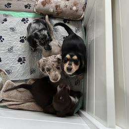 Dachshund Puppies from Piper’s Tree Dachshunds