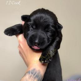 Lavender Collar - Black female German Shepherd puppy in Orlando, Florida from AceHaven Canines