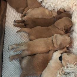 Australian Labradoodle Puppies from Forever Friends Labradoodles